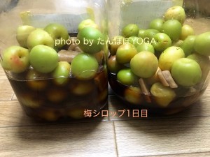 梅シロップ1日目