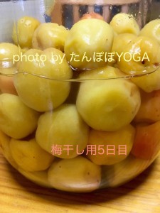 梅干し用5日目