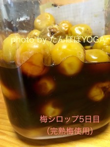 梅シロップ5日目（完熟梅）